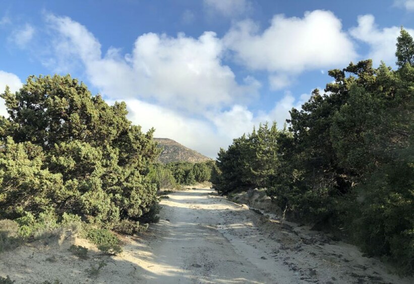 A dirt path flanked by dense trees, leading towards a mountain under a partly cloudy sky. 4