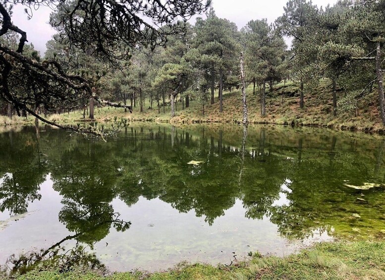 A calm pond surrounded by trees and grassy areas. 1