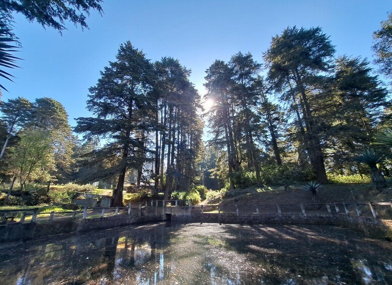 A forest with tall trees and a stone bridge over a stream. 5