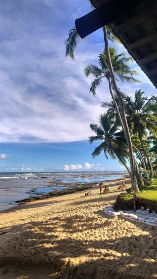 A beach with palm trees, a clear sky, and the ocean. 3