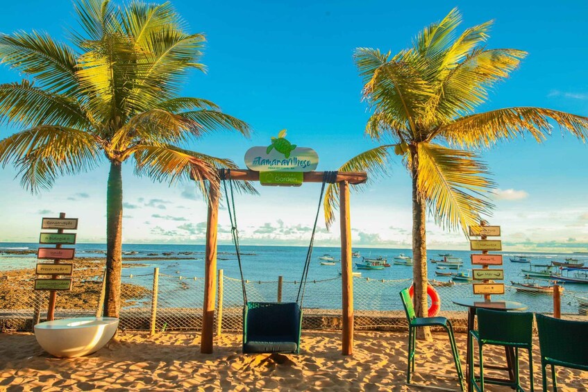 A beach with palm trees, a swing, chairs, and a signboard with various labels. 5