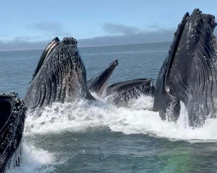 Picture 17 for Activity Morro Bay: Whale Watching with Lost Isle Adventures 5