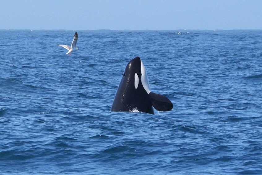 A whale with a distinctive white patch on its head swimming in the ocean. 5