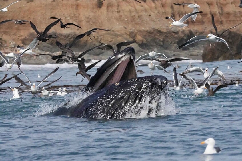 Picture 11 for Activity Morro Bay: Whale Watching with Lost Isle Adventures 3