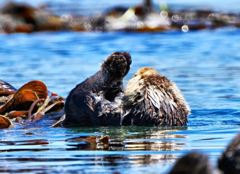 Picture 15 for Activity Morro Bay: Whale Watching with Lost Isle Adventures 2