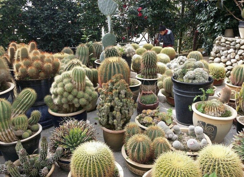 A variety of potted cacti and succulents in an outdoor garden setting. 5