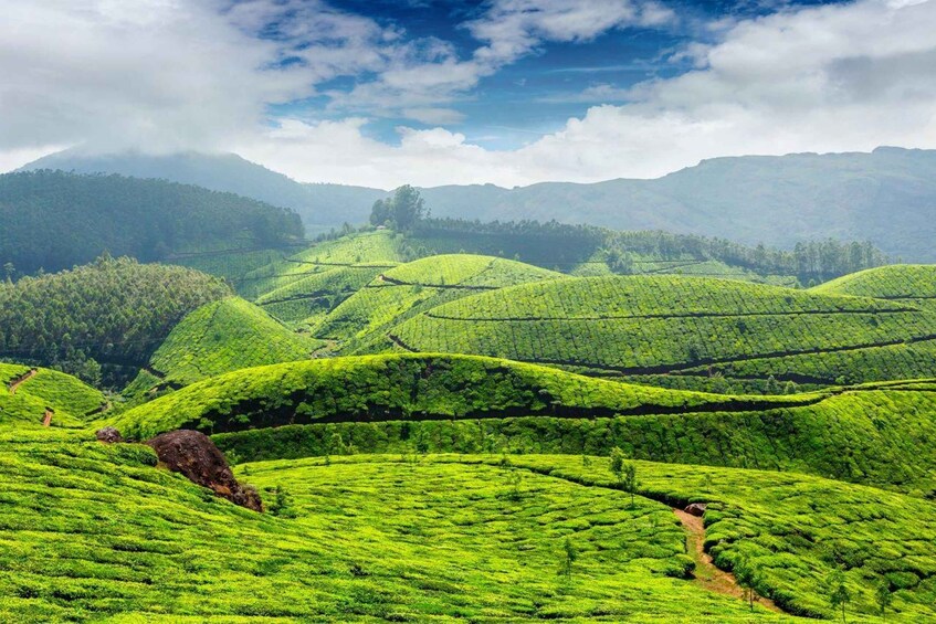 A lush tea plantation with terraced fields and rolling hills in the background. 1