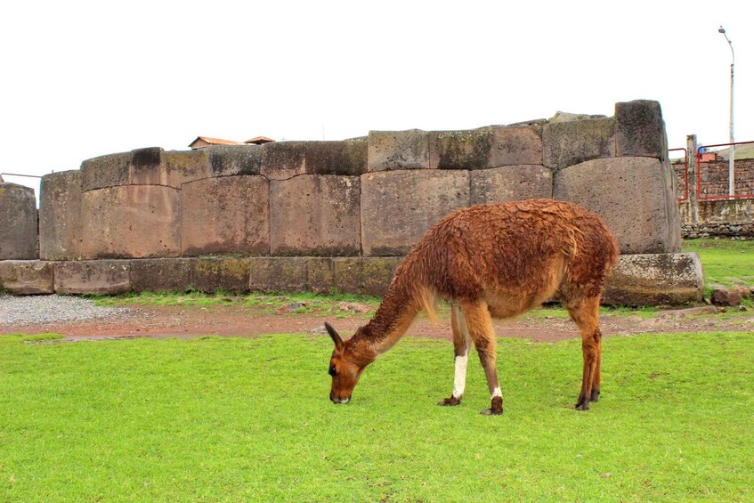 A llama grazing in a grassy enclosure with a stone wall in the background. 1