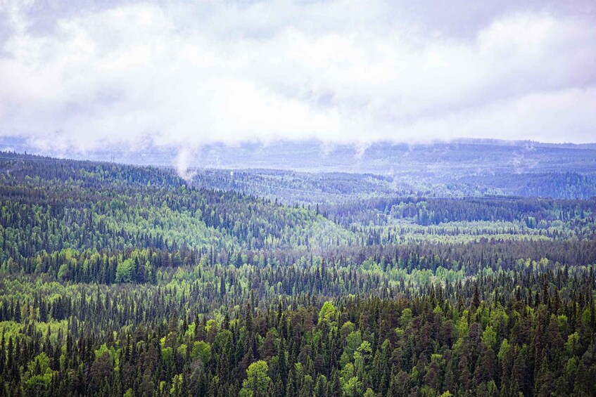 A dense forest with a distant view of a hilly landscape and a cloudy sky. 5