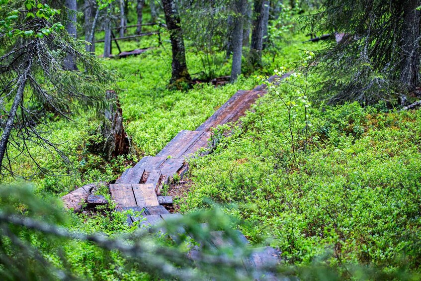 A wooden bridge in a forested area with dense green vegetation. 3