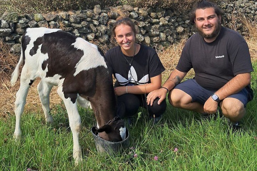Feed the calves! 2