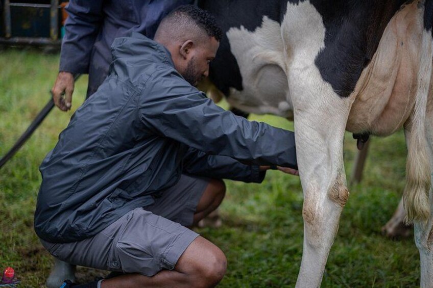 You can milk a cow! 4