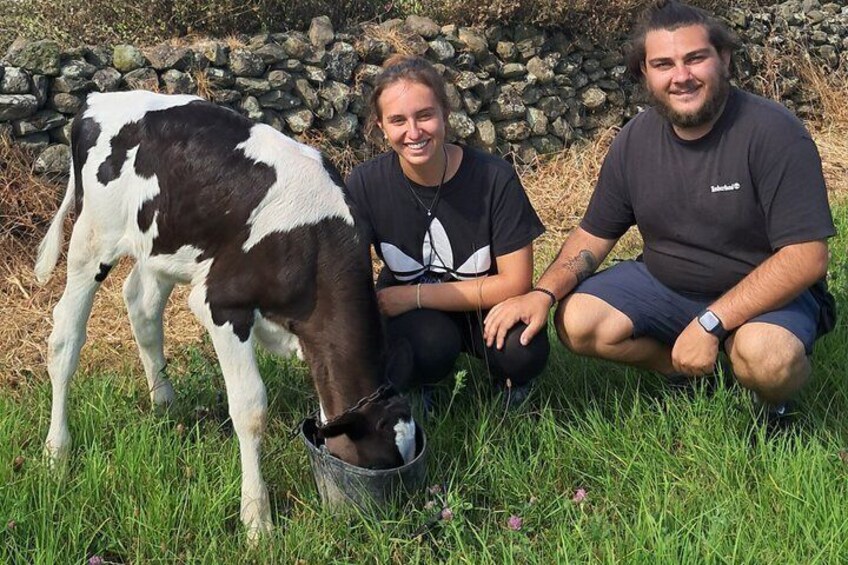 Feed the calves! 2