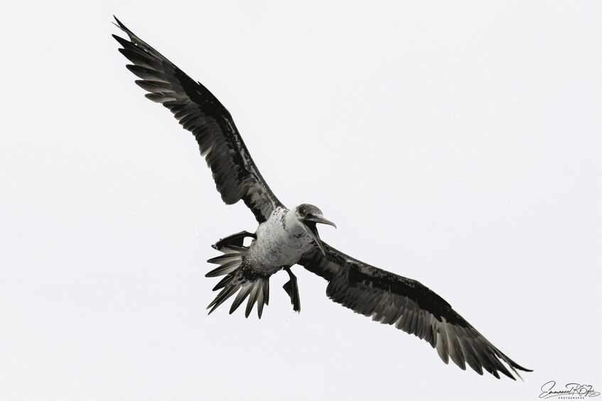 A bird in flight against a clear sky. 4
