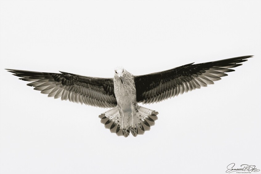 A bird of prey in flight with outstretched wings against a clear sky. 3