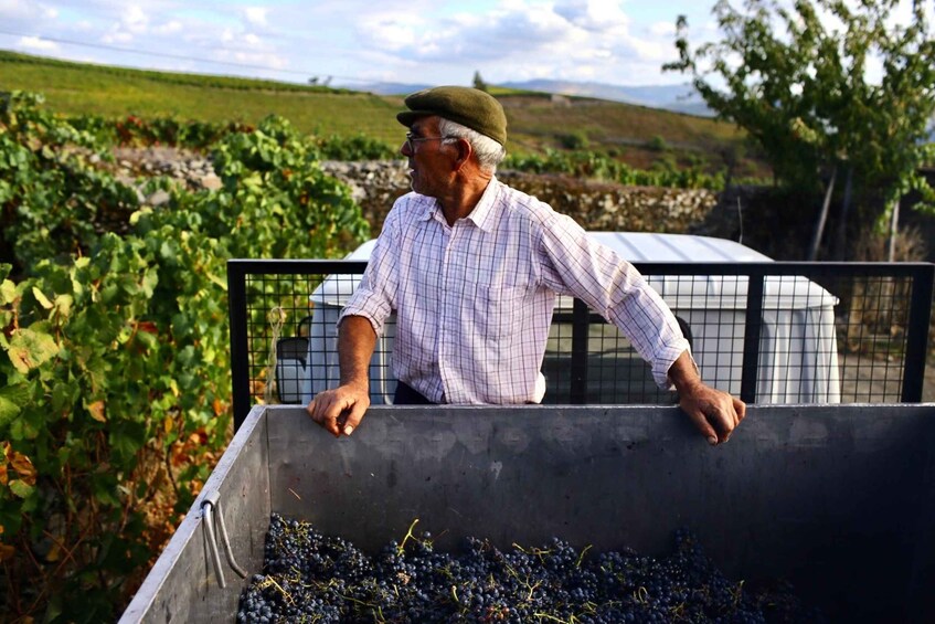 A man in a vineyard, leaning on a metal bin filled with grapes. 2