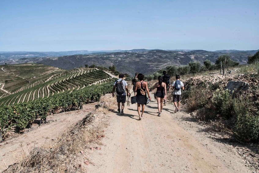 A group of hikers on a dirt path with vineyards on one side and a hilly landscape in the distance. 1