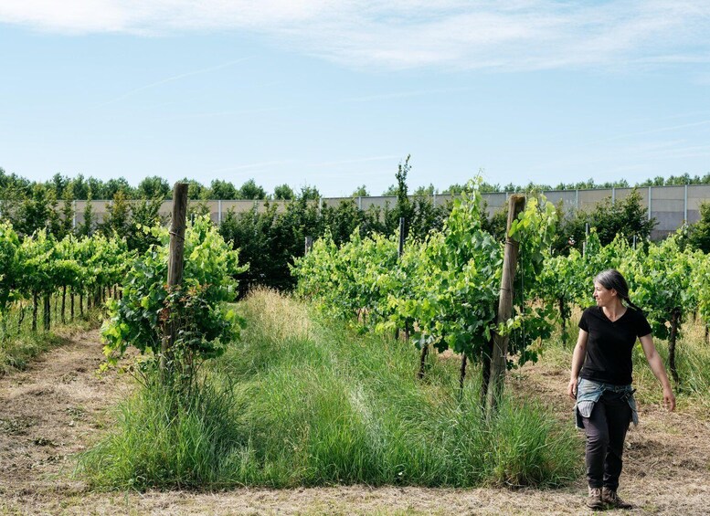 Picture 4 for Activity Portogruaro: Vineyard Walk and Food Tasting with Le Crede 2