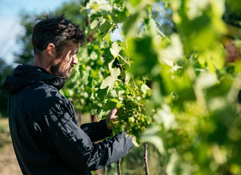 Picture 13 for Activity Portogruaro: Vineyard Walk and Food Tasting with Le Crede 5
