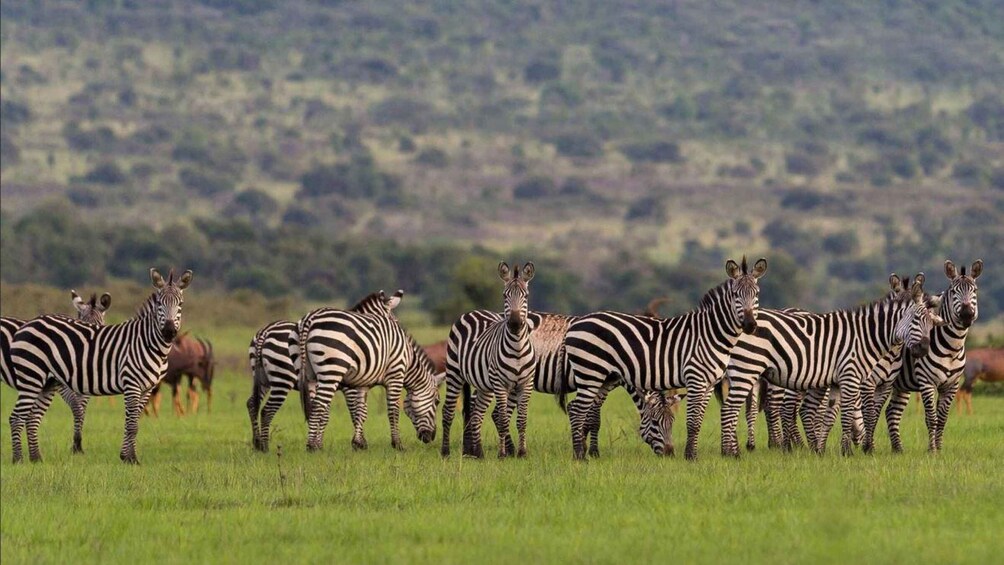 A group of zebras standing in a grassy field with a hilly landscape in the background. 3