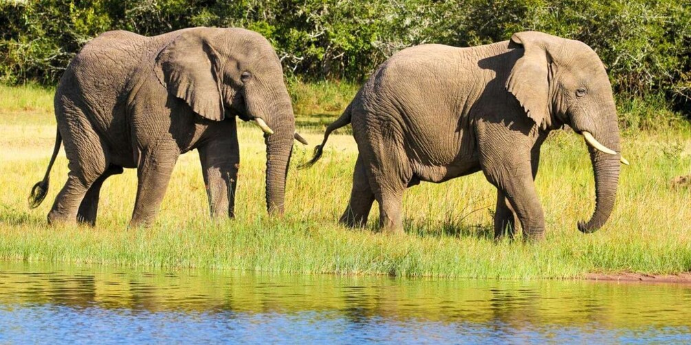 Two elephants walking in a grassy field with a water body in the foreground. 2