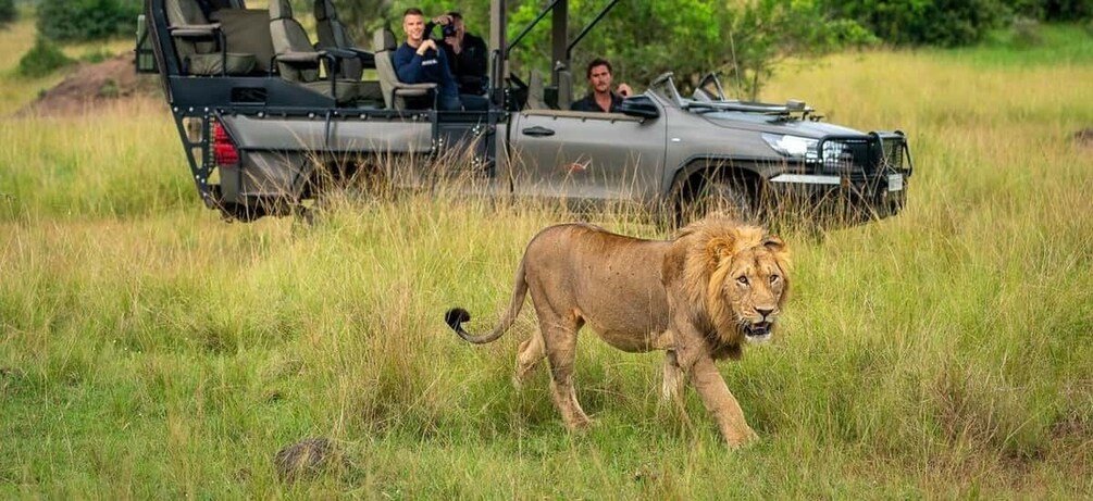 A lion walking in a grassy field with a safari vehicle and people in the background. 5