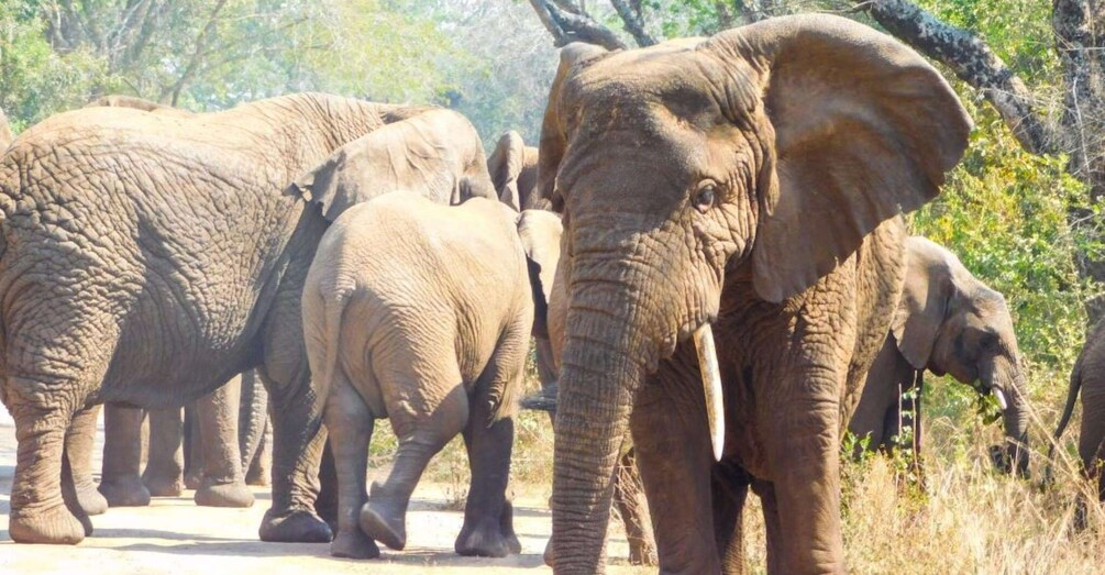 Picture 2 for Activity Akagera National Park: Game Drive with Optional Transfers 4