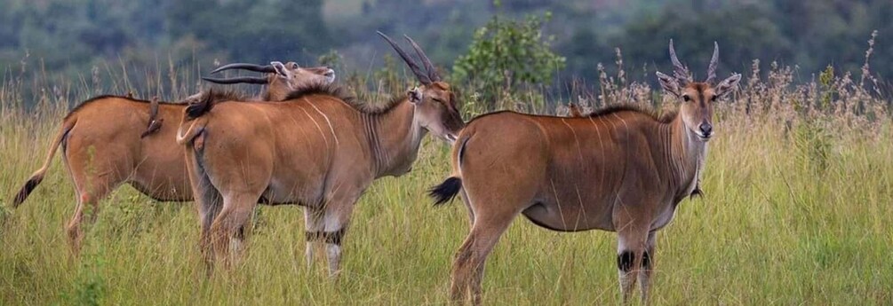 Akagera National Park: Game Drive with Optional Transfers 1