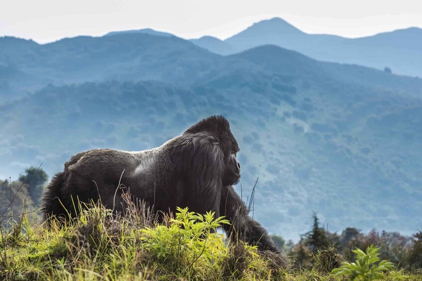 Picture 3 for Activity Rwanda: Gorilla Trekking in Volcanoes National Park. 3