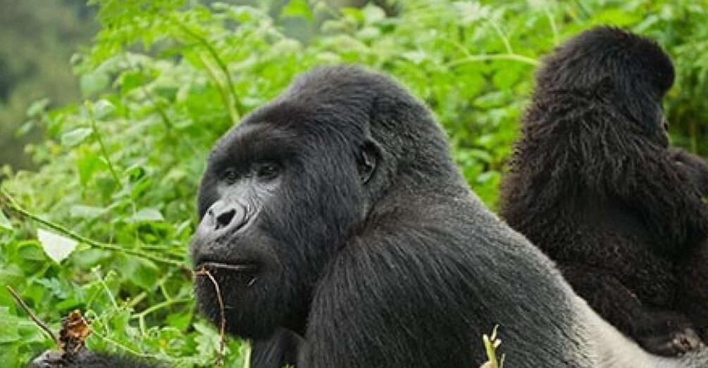 Picture 2 for Activity Rwanda: Gorilla Trekking in Volcanoes National Park. 2