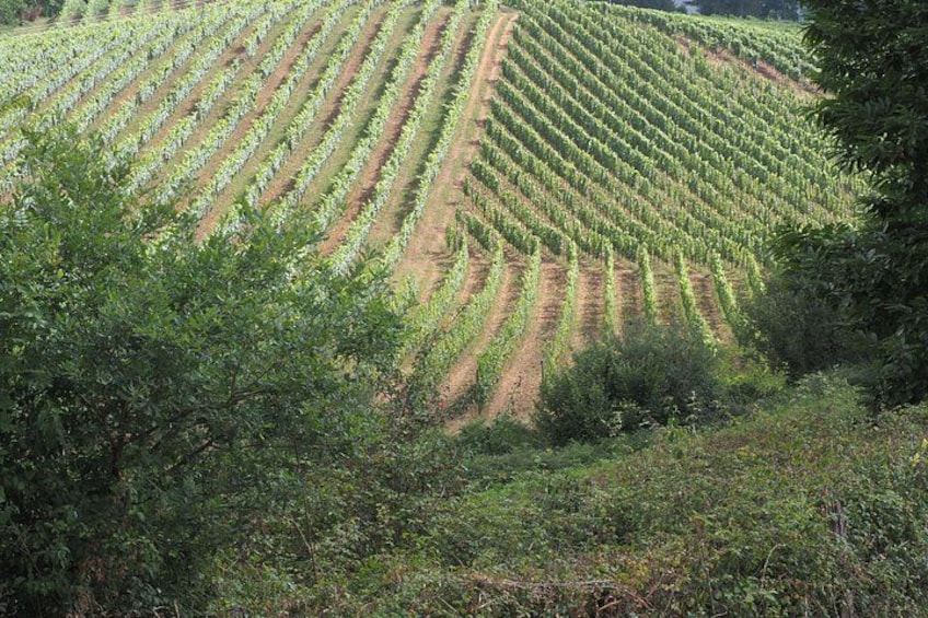 A vineyard with rows of grapevines. 2
