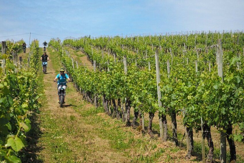 A vineyard with rows of grapevines and people riding bicycles. 3