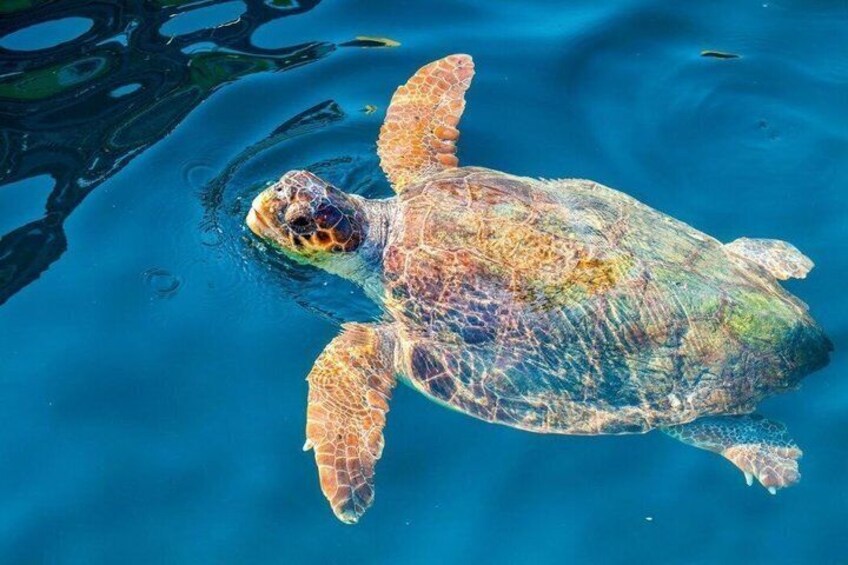 Zakynthos Cruise Ship Friendly 5 hours Boat & Land Tours 2