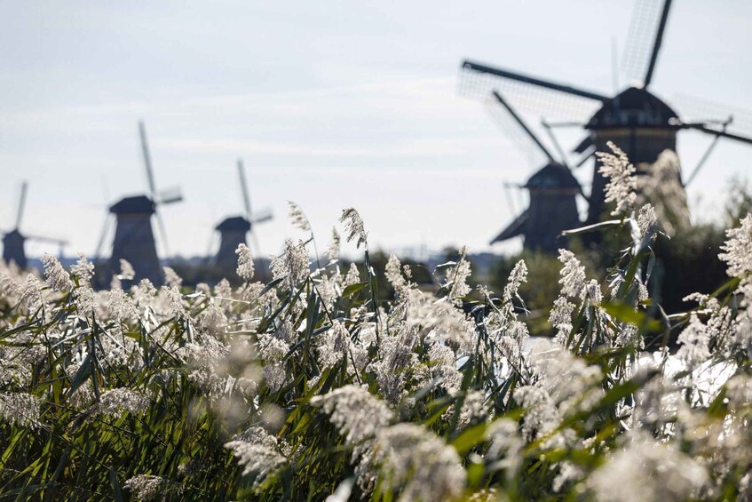 Windmills in a field with tall grasses. 2