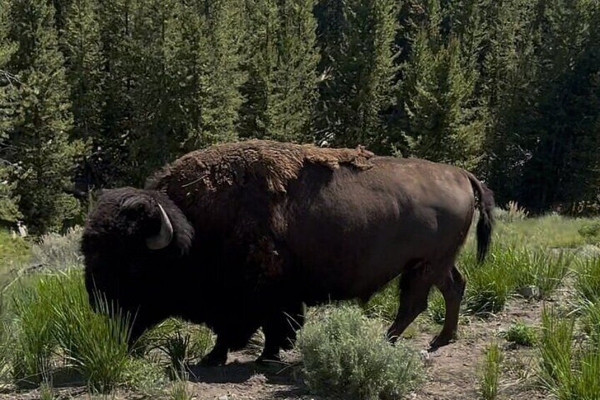 Yellowstone Upper Loop Tour with Lunch 4