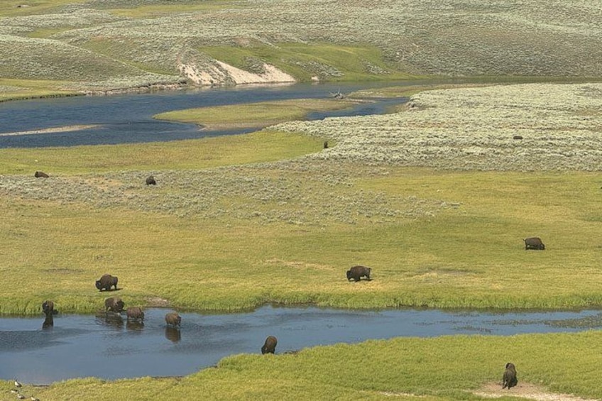 En grupp bison som betar på en grässlätt nära en flod. 5