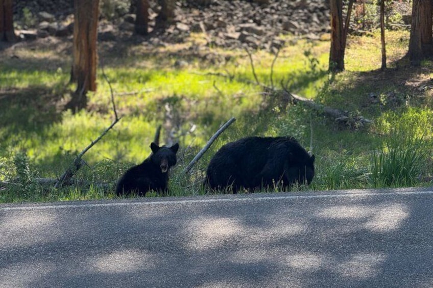 Yellowstone Upper Loop Tour with Lunch 2
