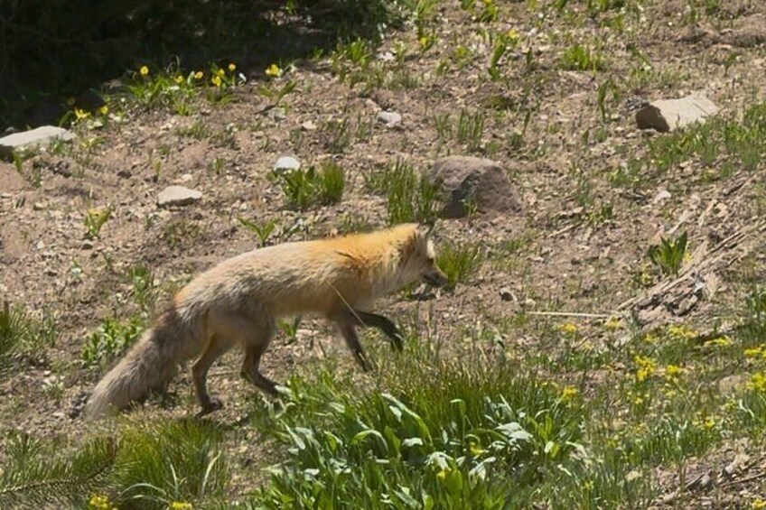 Un zorro caminando sobre terreno pedregoso con poca vegetación. 5
