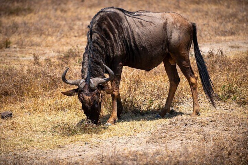 A wildebeest grazing in a dry grassland. 5
