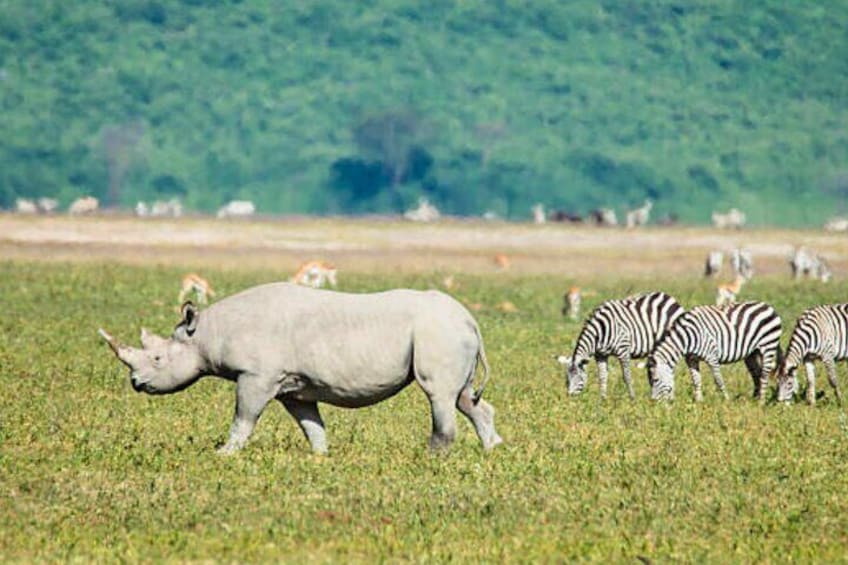 A rhinoceros and zebras in a grassy field with a forest in the background. 3
