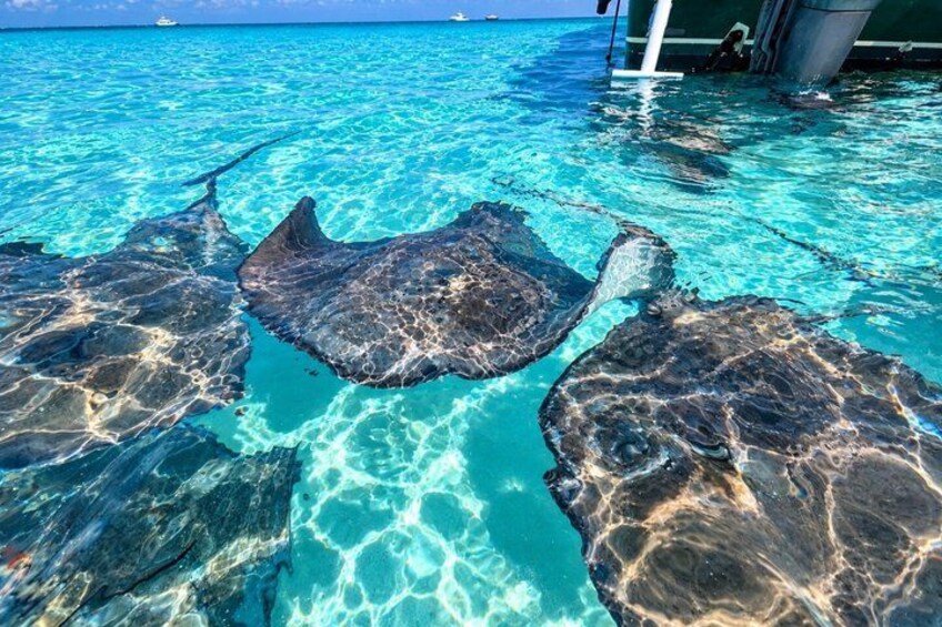 Ocean Blue Charters Private Boat Charters in the Cayman Islands 3