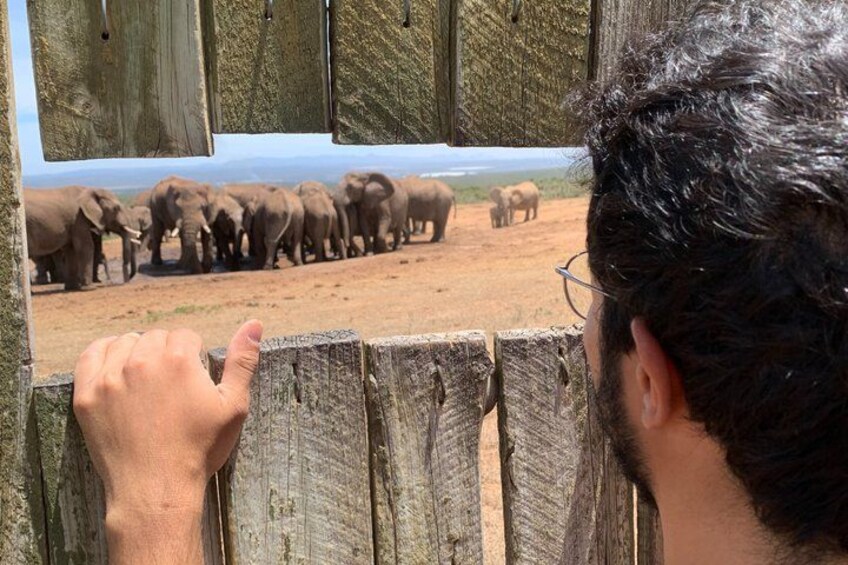 A wooden fence with a person observing elephants in the background. 3