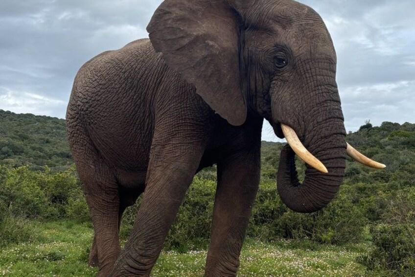 An elephant with tusks standing in a grassy field with trees in the background. 2
