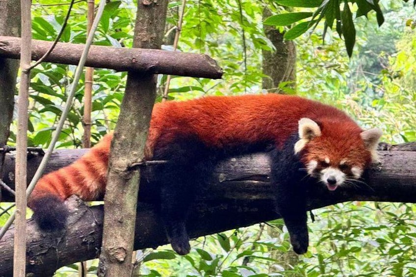 Dujiangyan Pandas and UNESCO Irrigation System Private Experience 5
