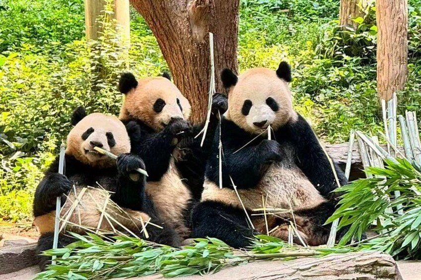 Tres pandas sentados sobre un tronco, comiendo bambú. 2