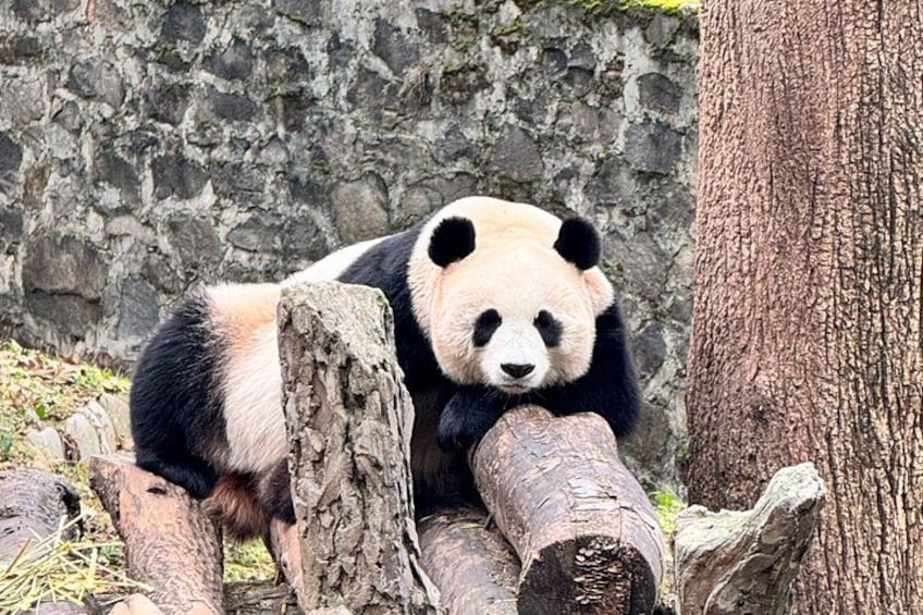 Un panda descansando sobre un tronco con un muro de piedra al fondo. 1