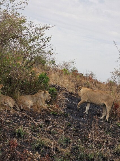Picture 110 for Activity Nairobi: Overnight Private Safari to Maasai Mara 3