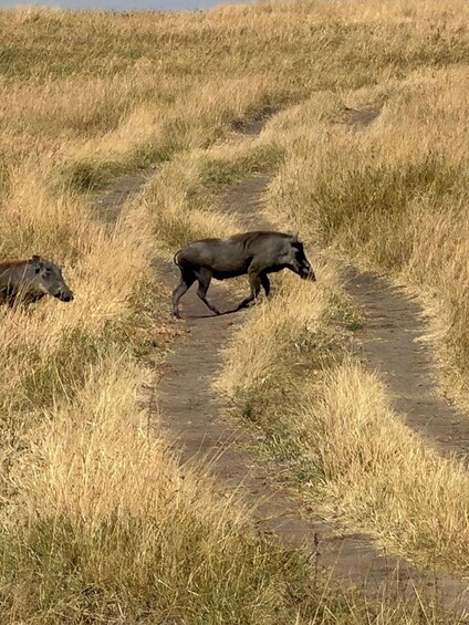Picture 112 for Activity Nairobi: Overnight Private Safari to Maasai Mara 5
