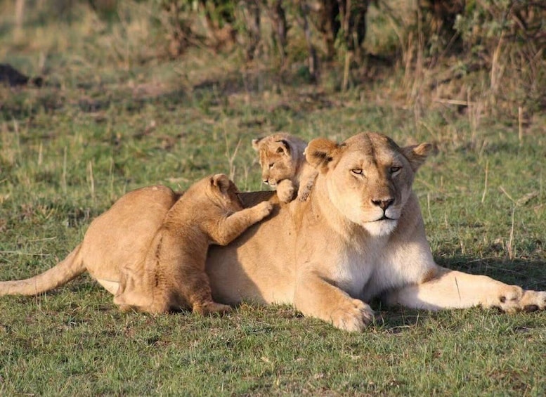A lioness lying on grass with her cub. 1