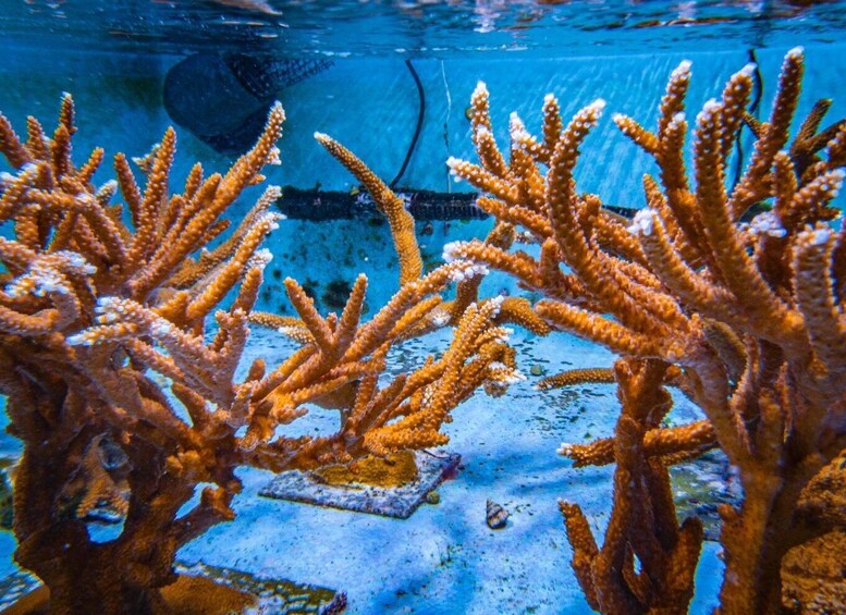 A coral reef with branching structures and a sandy bottom. 5